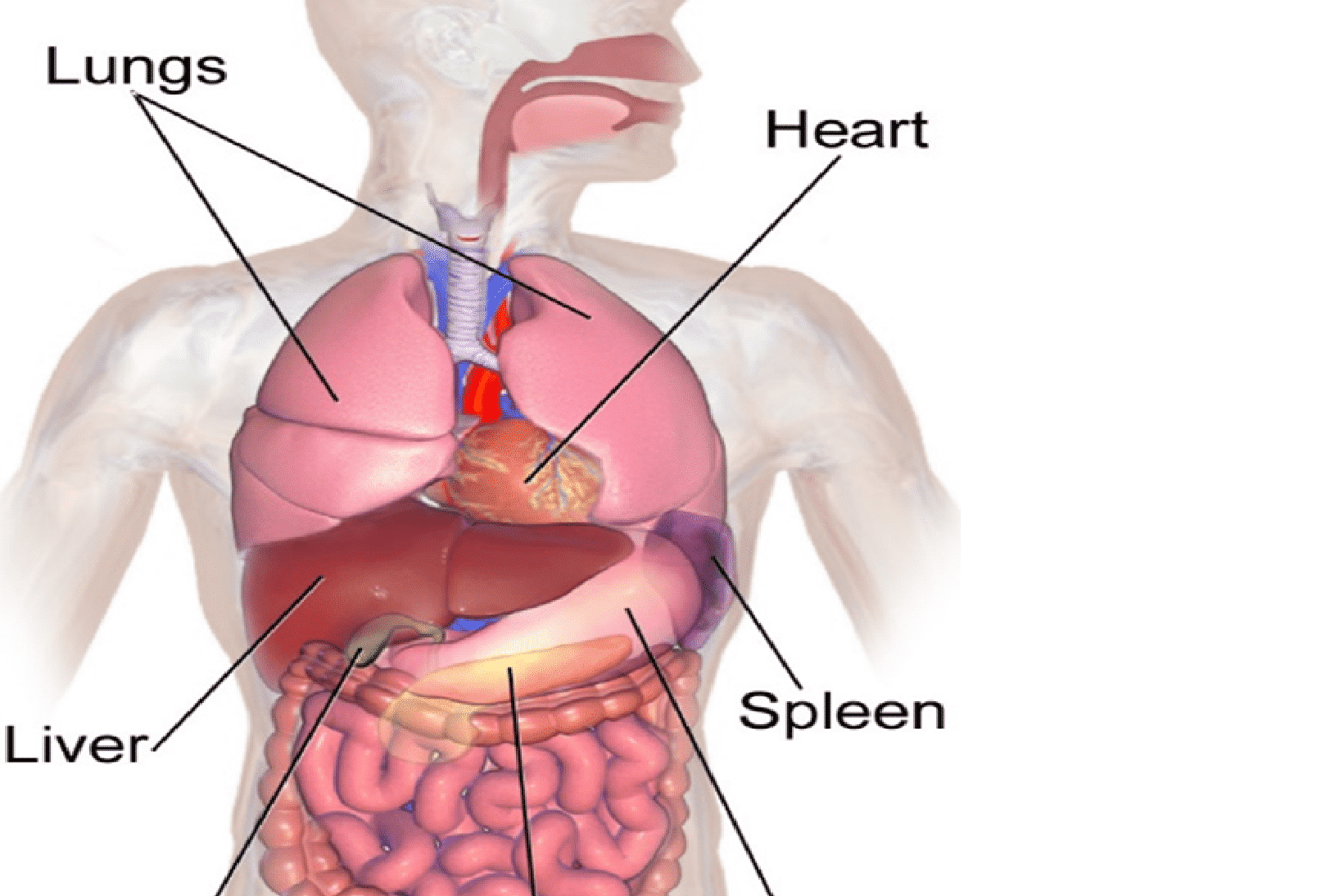 Neurobiology and Anatomy Degree Programs