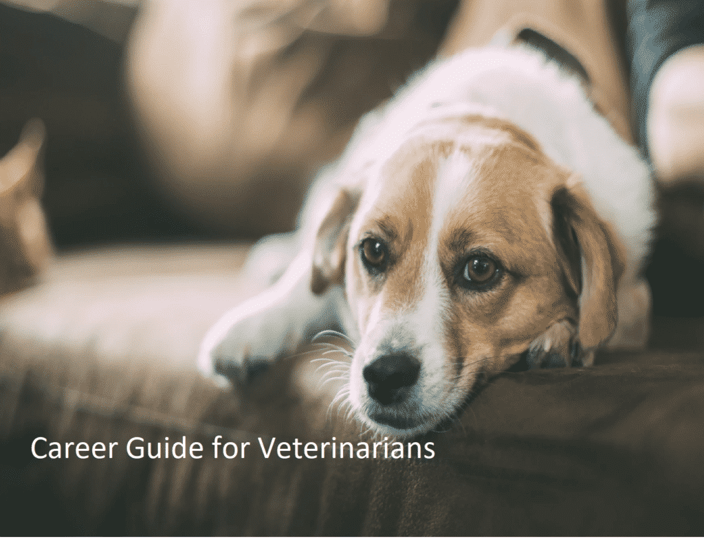 Career Guide for Veterinarians