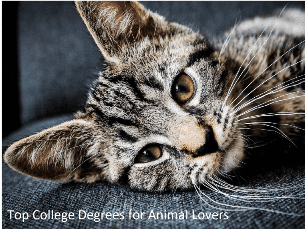 College Degrees for Animal Lovers